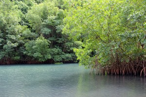 La mangrove ne Guadeloupe
